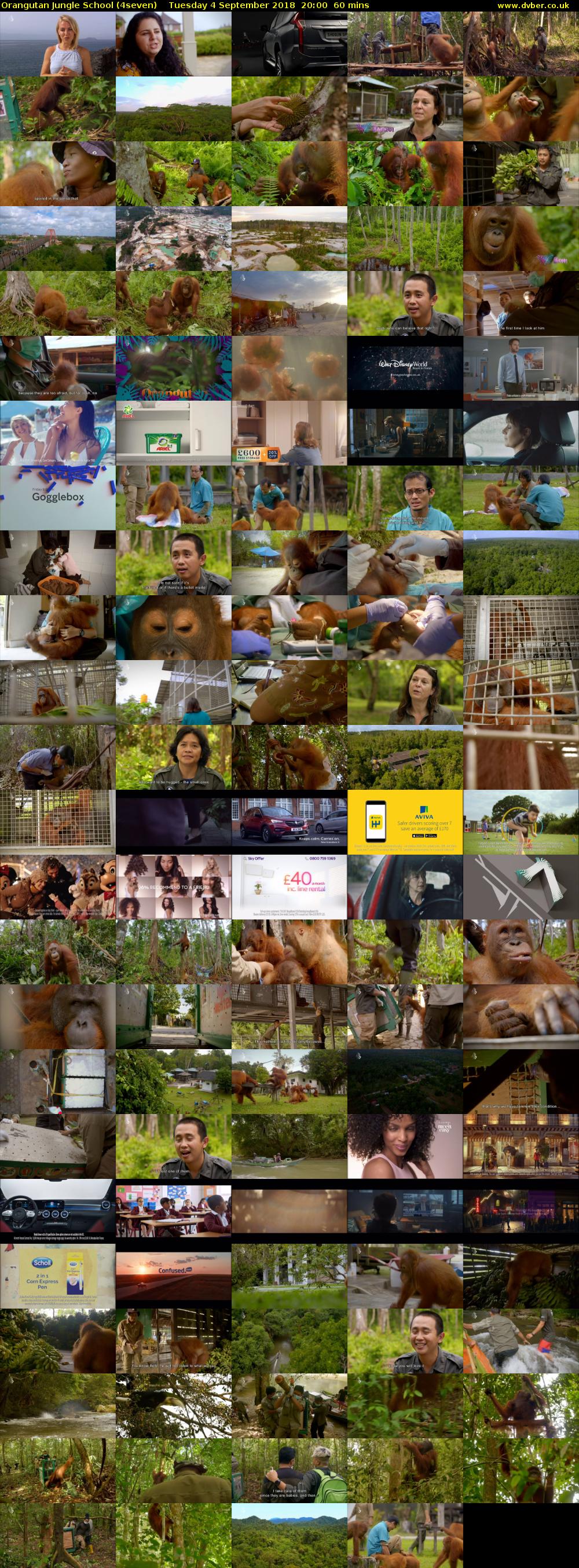 Orangutan Jungle School (4seven) Tuesday 4 September 2018 20:00 - 21:00