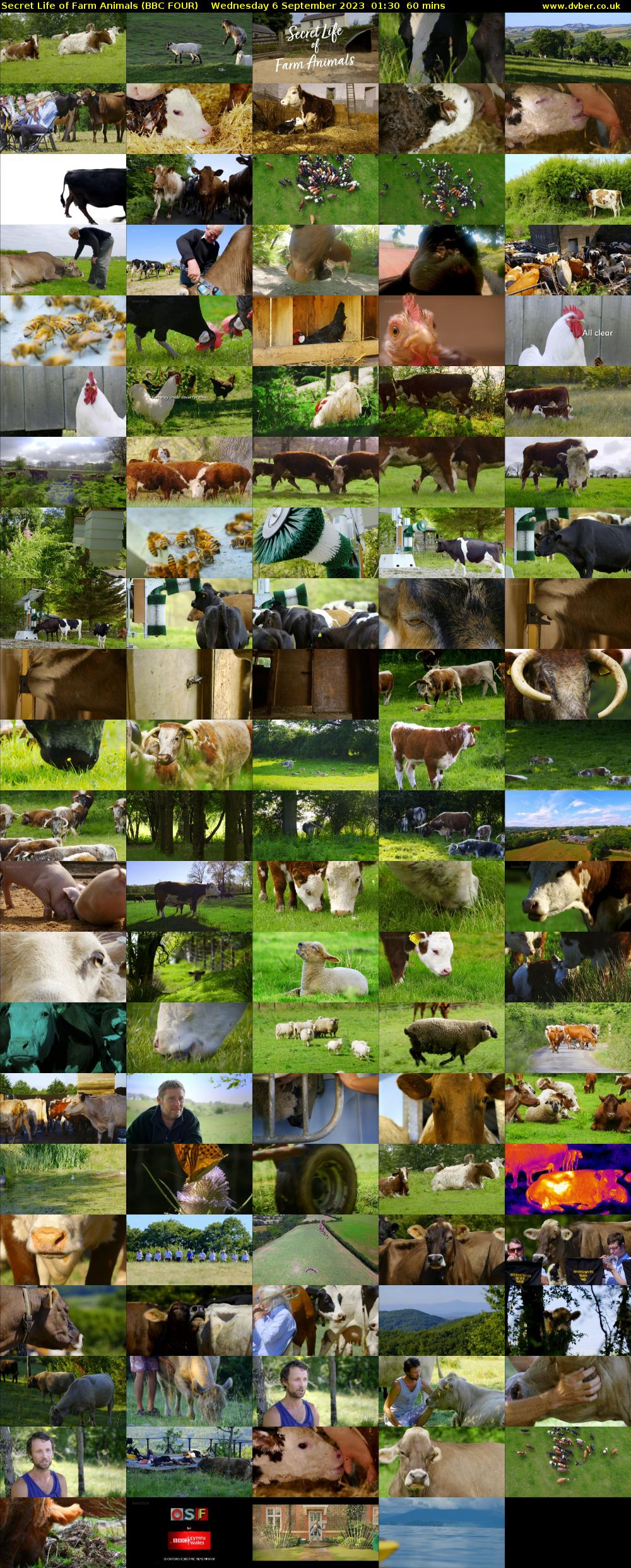 Secret Life of Farm Animals (BBC FOUR) Wednesday 6 September 2023 01:30 - 02:30