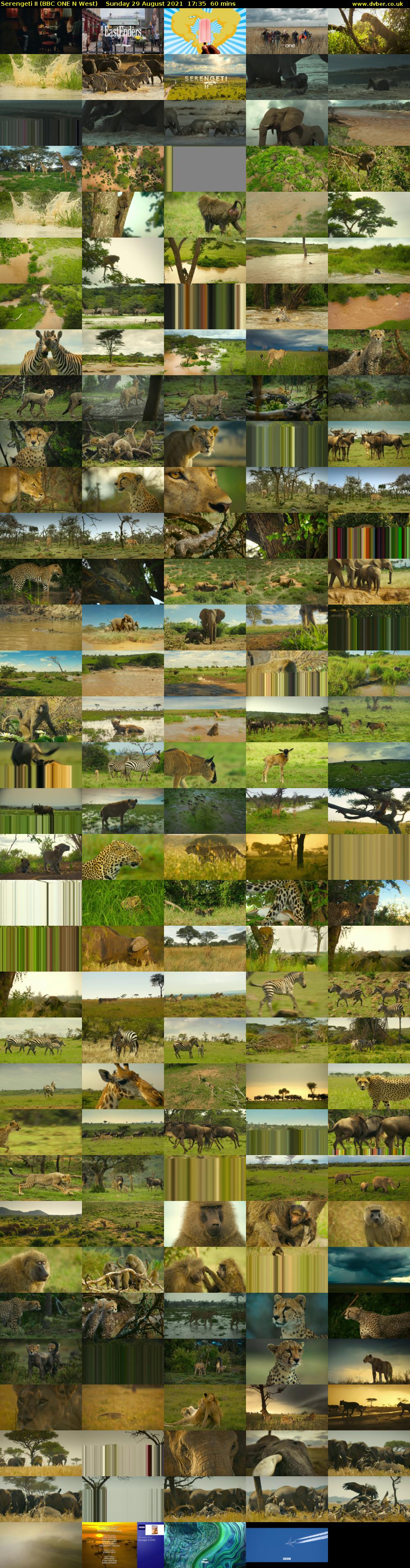 Serengeti II (BBC ONE N West) Sunday 29 August 2021 17:35 - 18:35