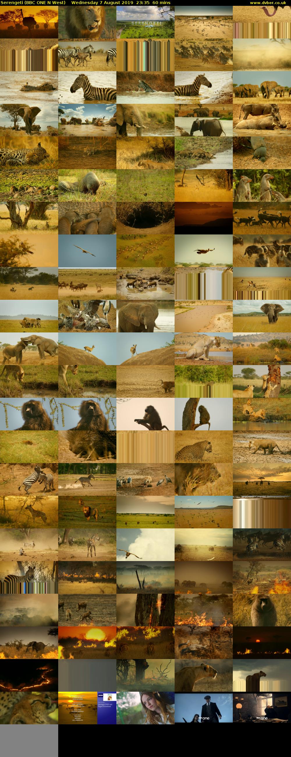 Serengeti (BBC ONE N West) Wednesday 7 August 2019 23:35 - 00:35