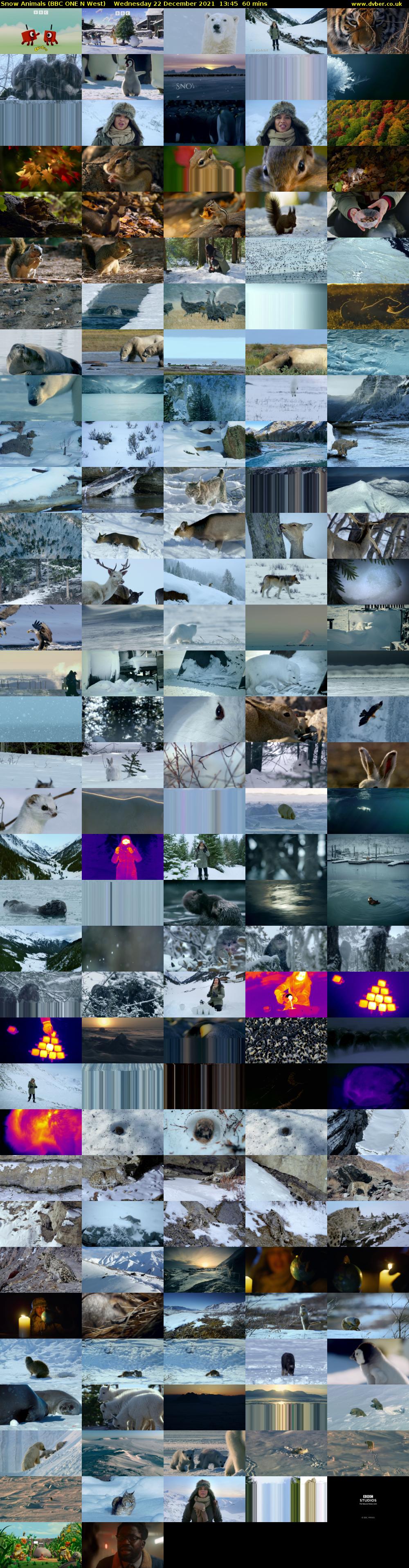 Snow Animals (BBC ONE N West) Wednesday 22 December 2021 13:45 - 14:45