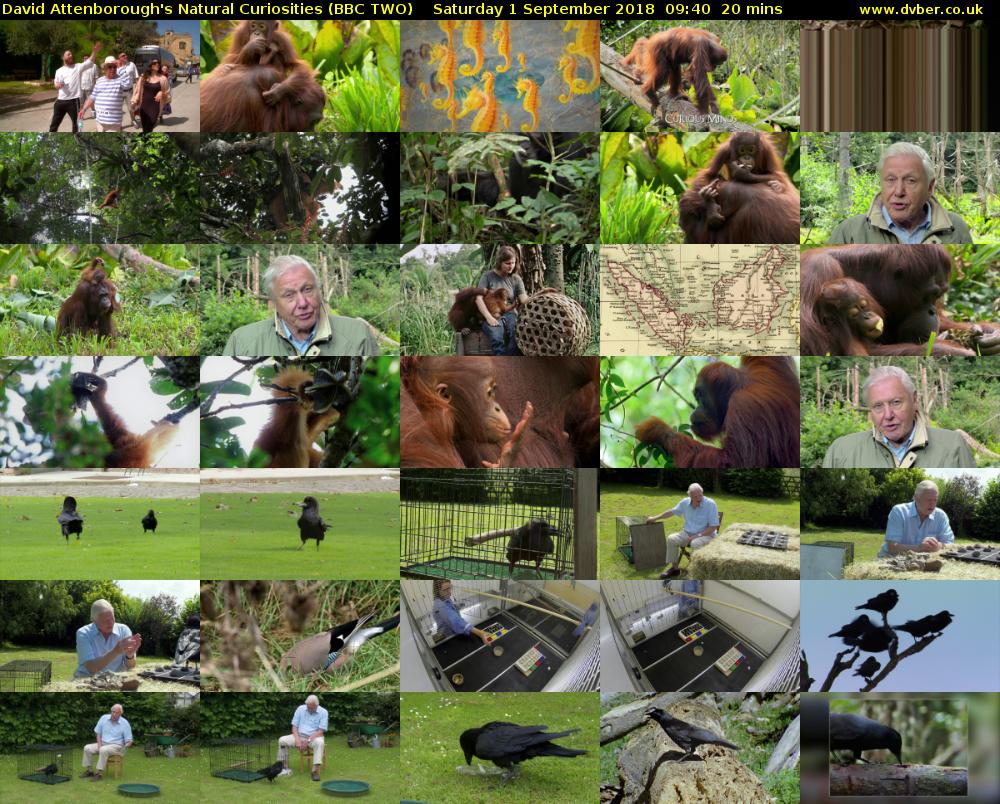 David Attenborough's Natural Curiosities (BBC TWO) Saturday 1 September 2018 09:40 - 10:00