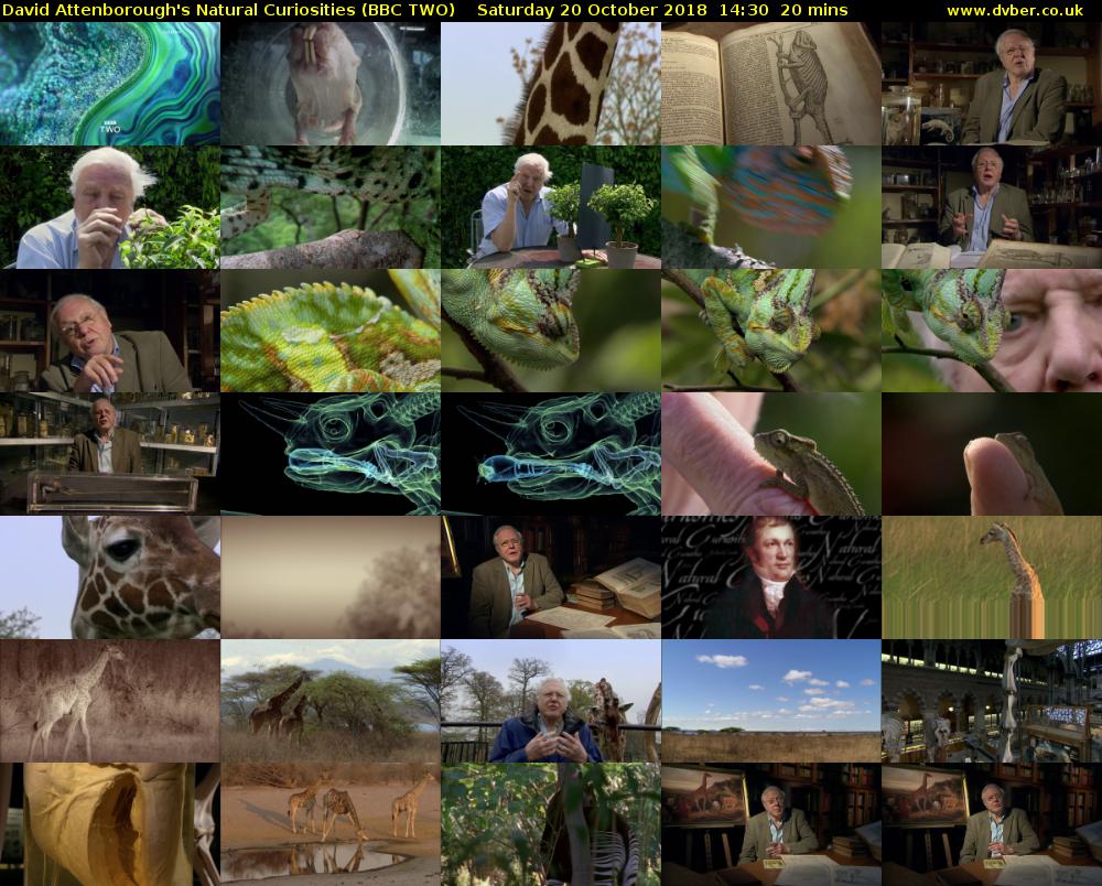 David Attenborough's Natural Curiosities (BBC TWO) Saturday 20 October 2018 14:30 - 14:50