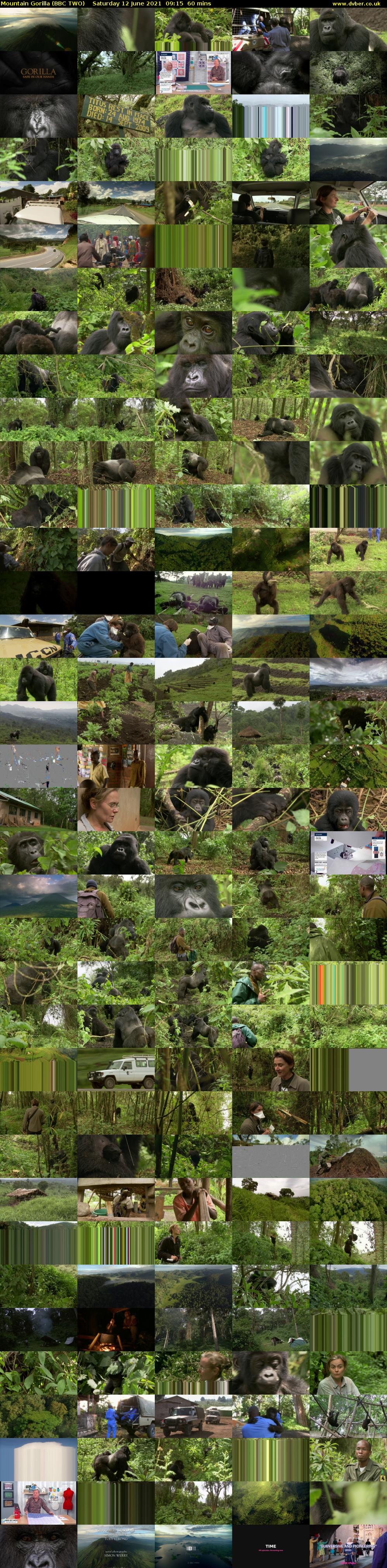 Mountain Gorilla (BBC TWO) Saturday 12 June 2021 09:15 - 10:15