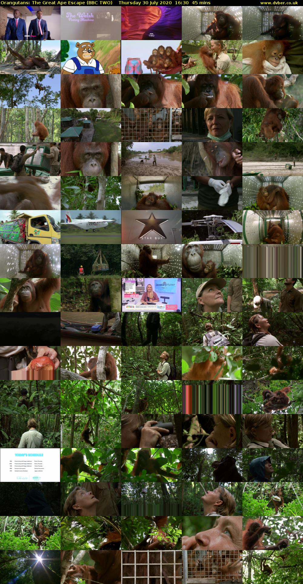 Orangutans: The Great Ape Escape (BBC TWO) Thursday 30 July 2020 16:30 - 17:15