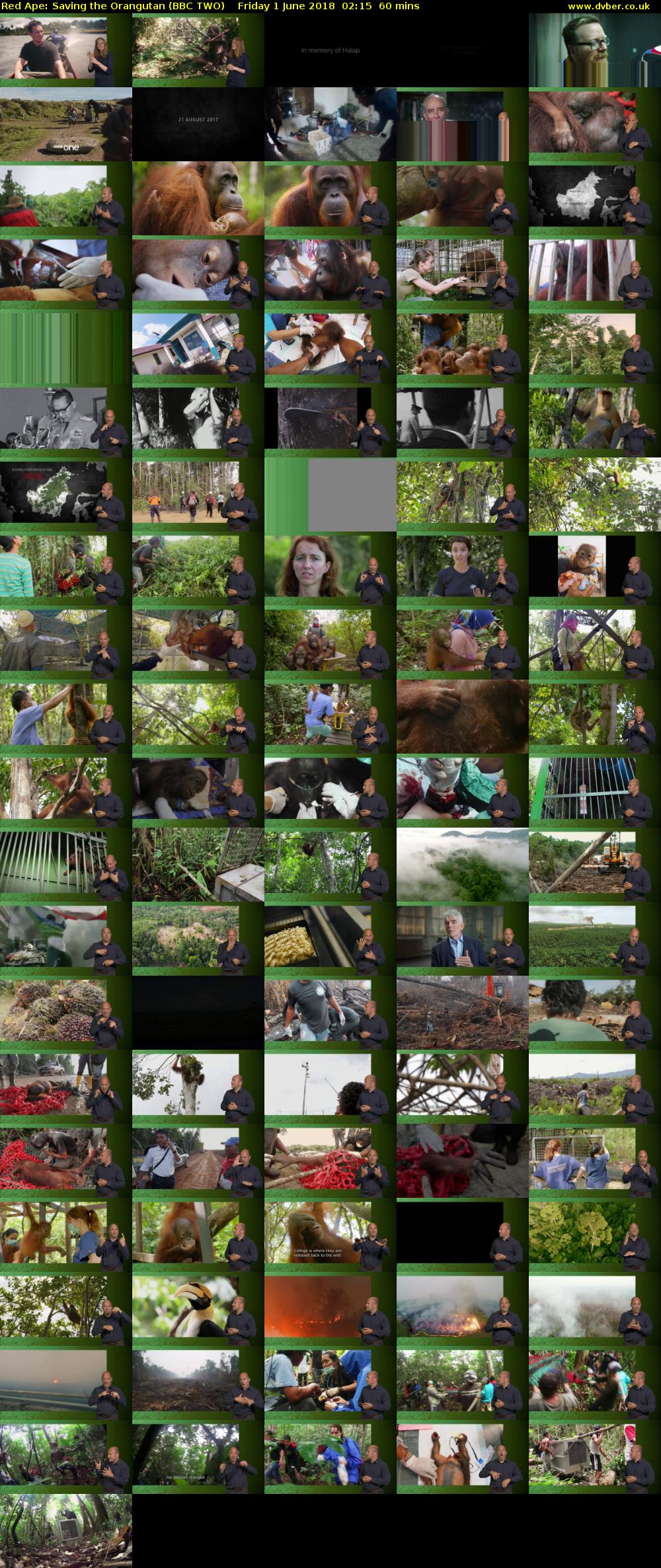 Red Ape: Saving the Orangutan (BBC TWO) Friday 1 June 2018 02:15 - 03:15