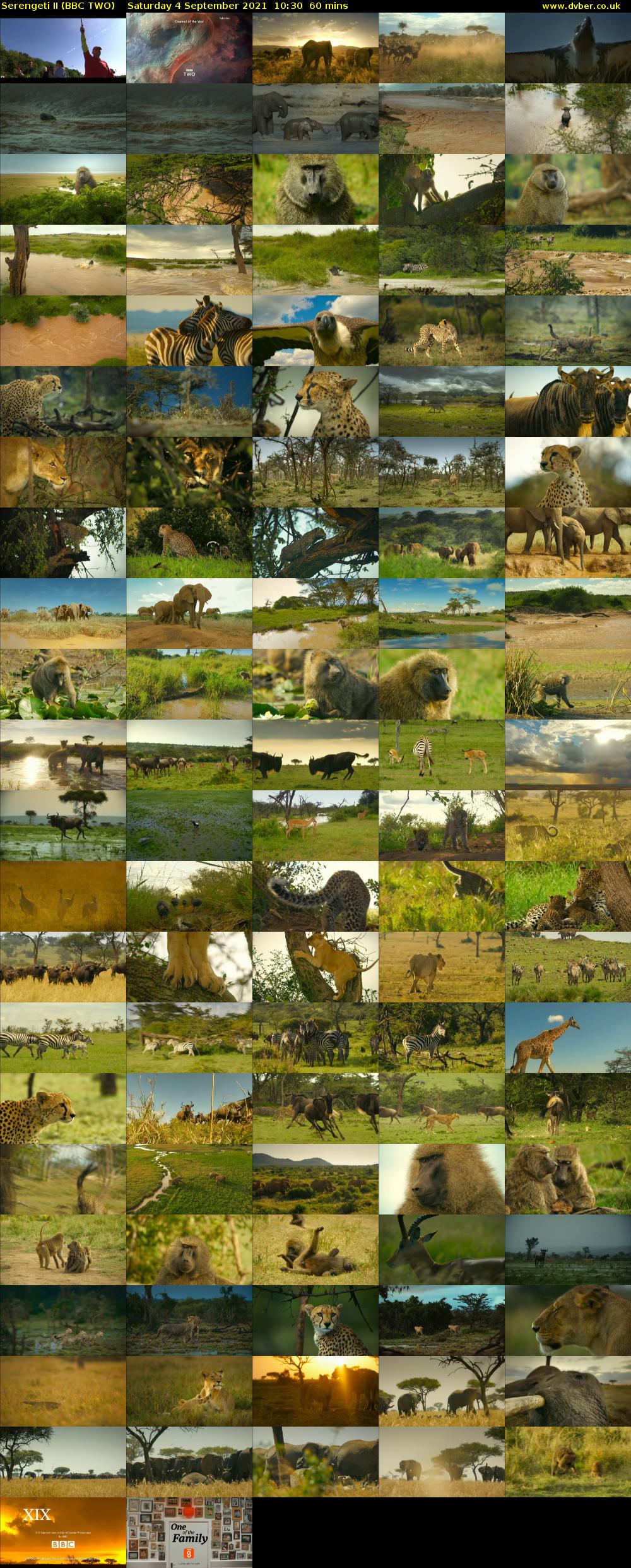 Serengeti II (BBC TWO) Saturday 4 September 2021 10:30 - 11:30