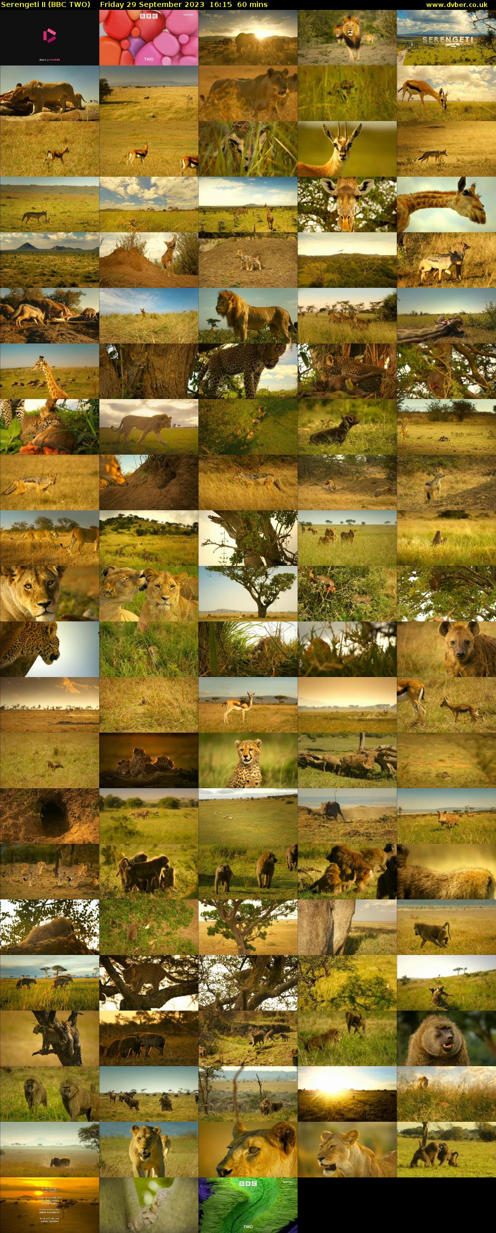 Serengeti II (BBC TWO) Friday 29 September 2023 16:15 - 17:15