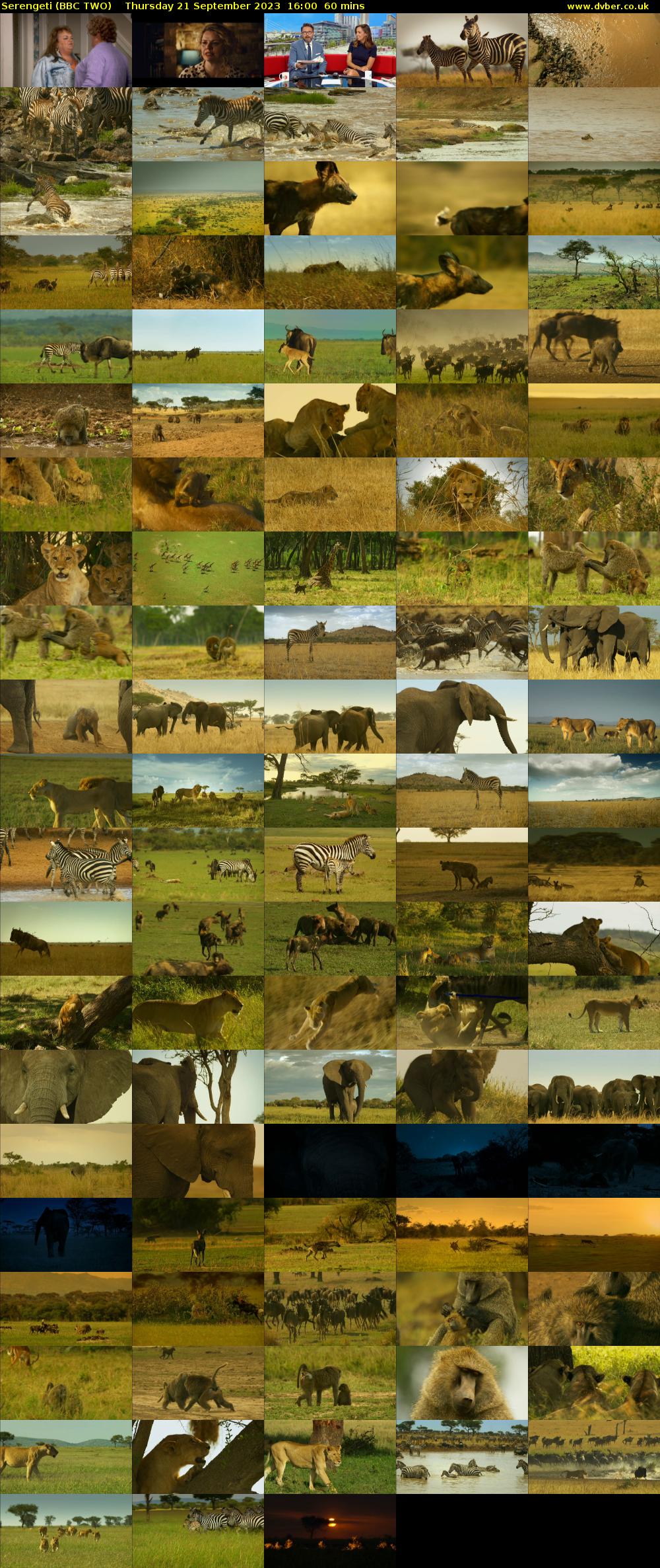 Serengeti (BBC TWO) Thursday 21 September 2023 16:00 - 17:00
