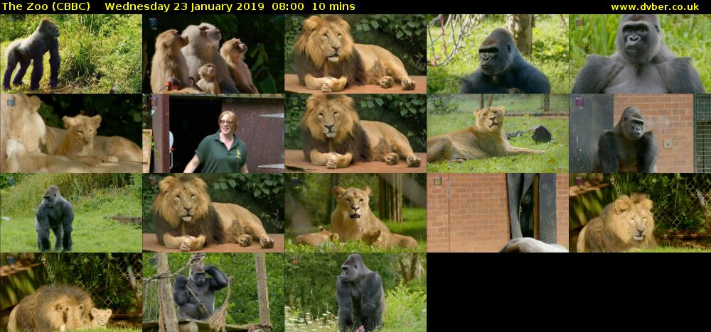 The Zoo (CBBC) Wednesday 23 January 2019 08:00 - 08:10