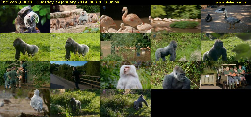 The Zoo (CBBC) Tuesday 29 January 2019 08:00 - 08:10