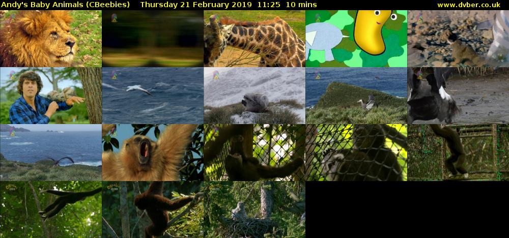 Andy's Baby Animals (CBeebies) Thursday 21 February 2019 11:25 - 11:35