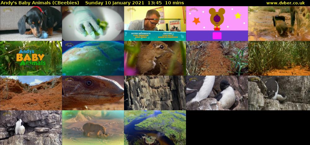 Andy's Baby Animals (CBeebies) Sunday 10 January 2021 13:45 - 13:55
