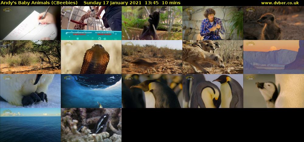 Andy's Baby Animals (CBeebies) Sunday 17 January 2021 13:45 - 13:55
