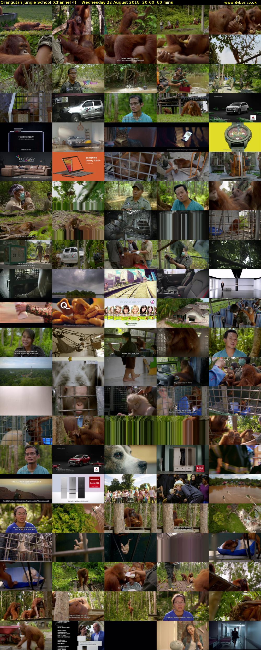 Orangutan Jungle School (Channel 4) Wednesday 22 August 2018 20:00 - 21:00