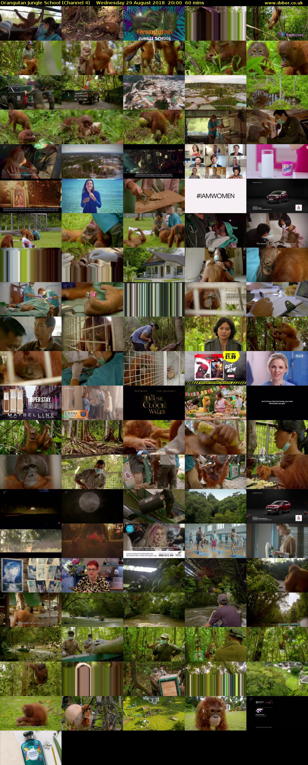Orangutan Jungle School (Channel 4) Wednesday 29 August 2018 20:00 - 21:00