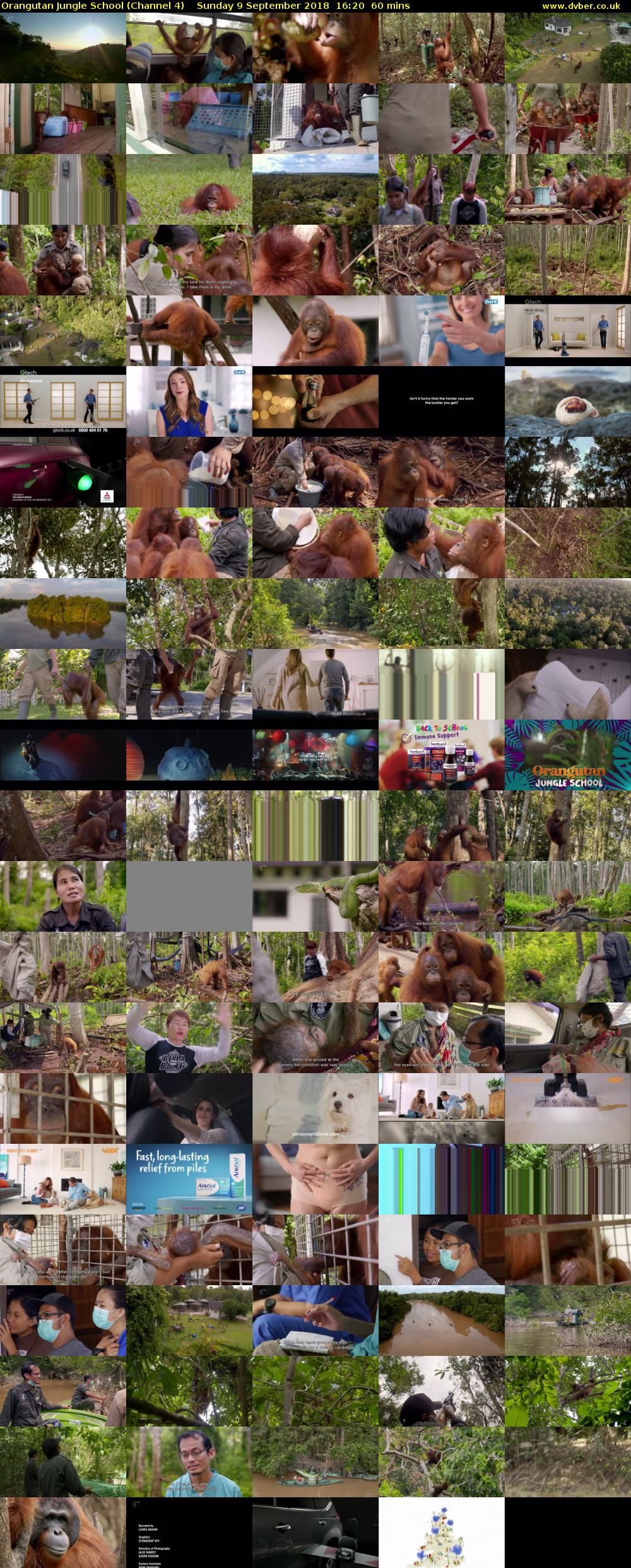 Orangutan Jungle School (Channel 4) Sunday 9 September 2018 16:20 - 17:20
