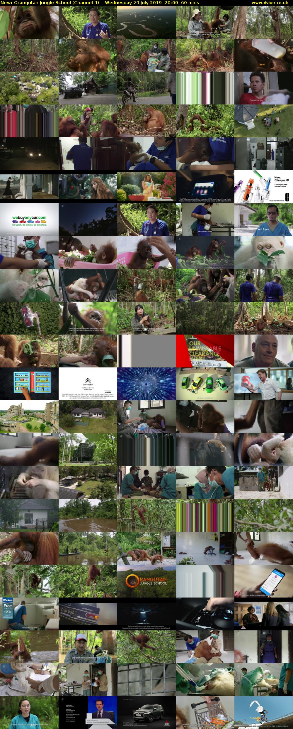 Orangutan Jungle School (Channel 4) Wednesday 24 July 2019 20:00 - 21:00