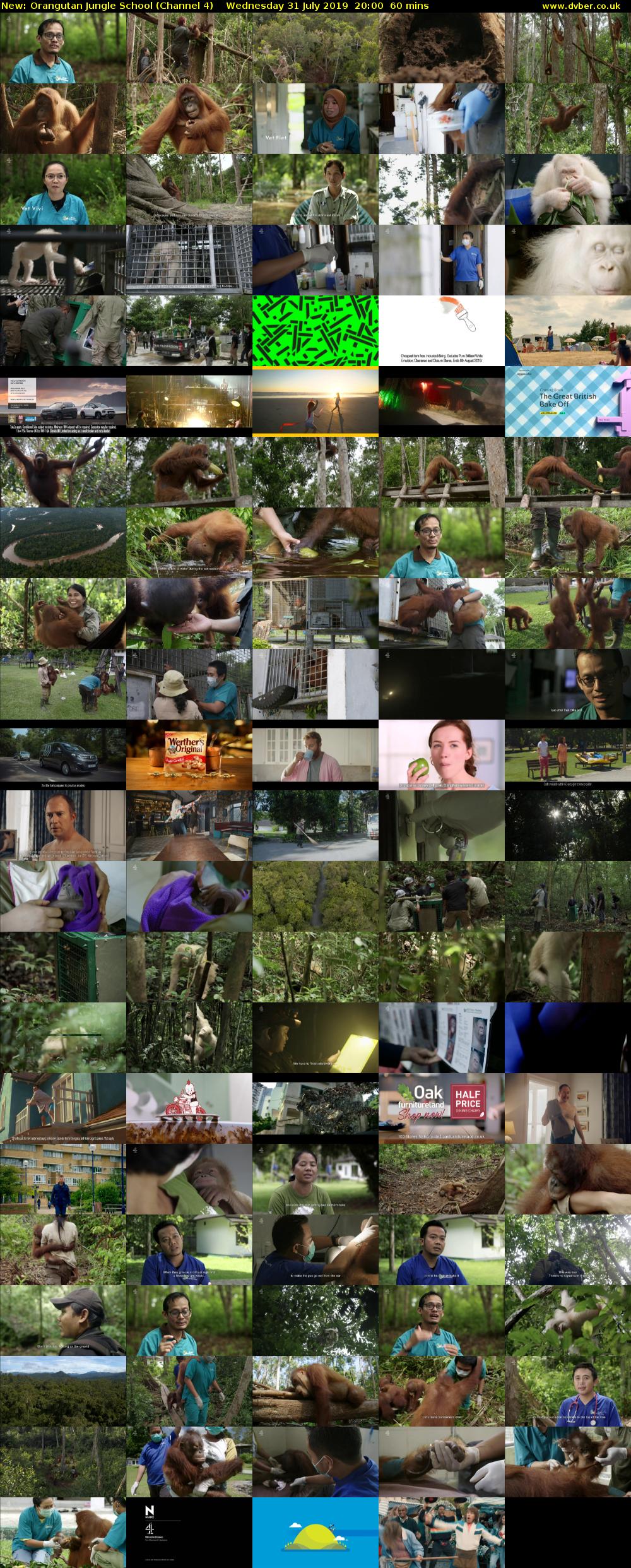 Orangutan Jungle School (Channel 4) Wednesday 31 July 2019 20:00 - 21:00