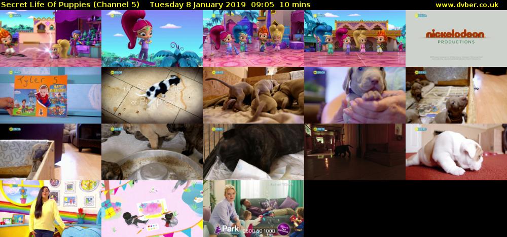 Secret Life Of Puppies (Channel 5) Tuesday 8 January 2019 09:05 - 09:15