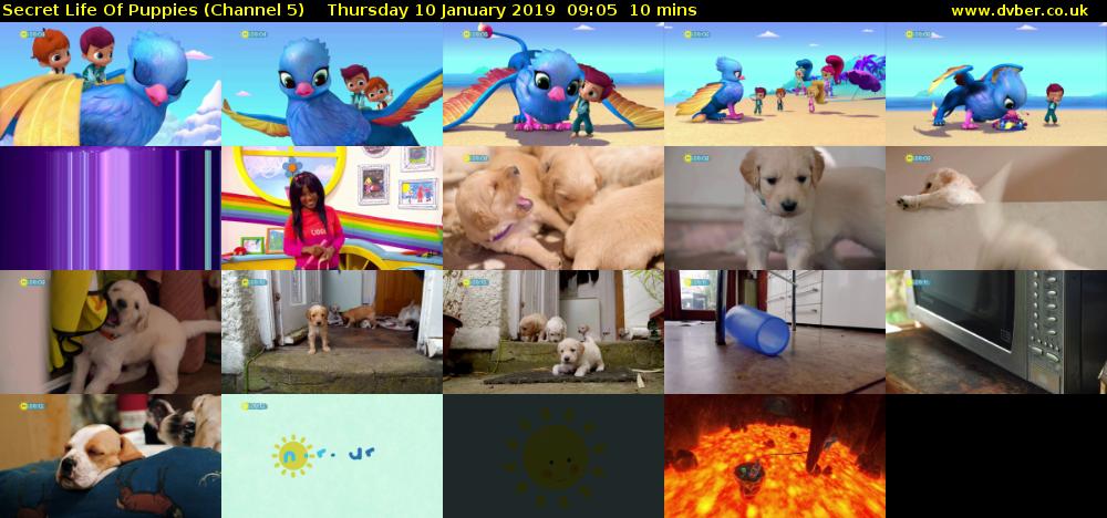 Secret Life Of Puppies (Channel 5) Thursday 10 January 2019 09:05 - 09:15