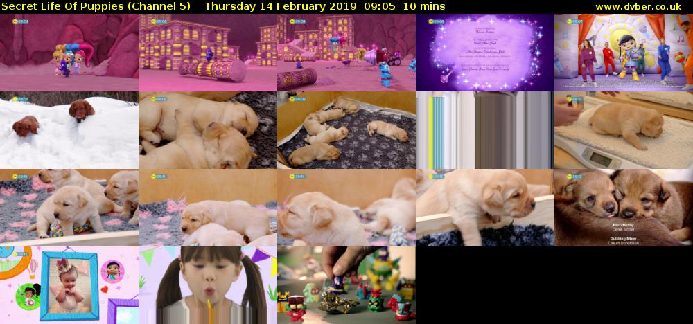 Secret Life Of Puppies (Channel 5) Thursday 14 February 2019 09:05 - 09:15