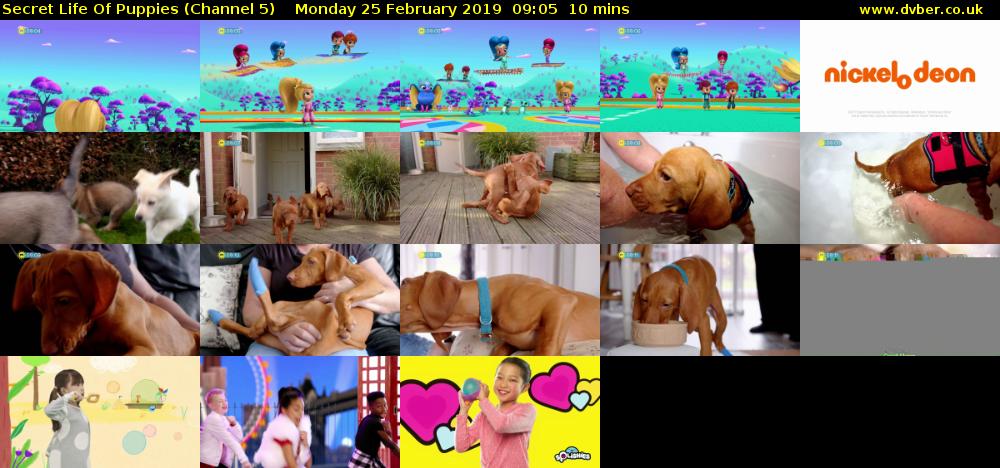 Secret Life Of Puppies (Channel 5) Monday 25 February 2019 09:05 - 09:15