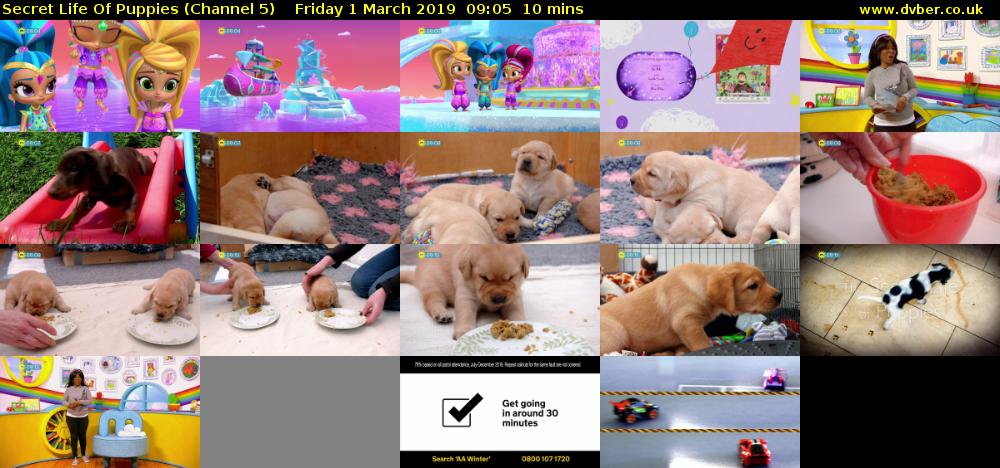 Secret Life Of Puppies (Channel 5) Friday 1 March 2019 09:05 - 09:15