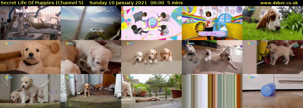 Secret Life Of Puppies (Channel 5) Sunday 10 January 2021 06:00 - 06:05