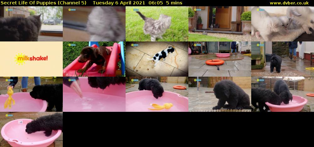 Secret Life Of Puppies (Channel 5) Tuesday 6 April 2021 06:05 - 06:10