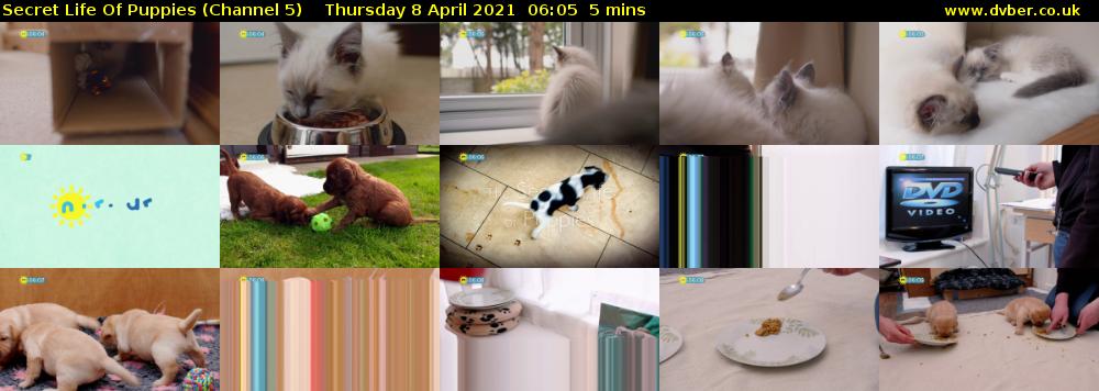 Secret Life Of Puppies (Channel 5) Thursday 8 April 2021 06:05 - 06:10