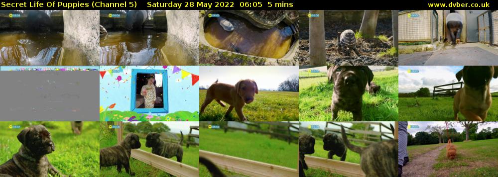 Secret Life Of Puppies (Channel 5) Saturday 28 May 2022 06:05 - 06:10