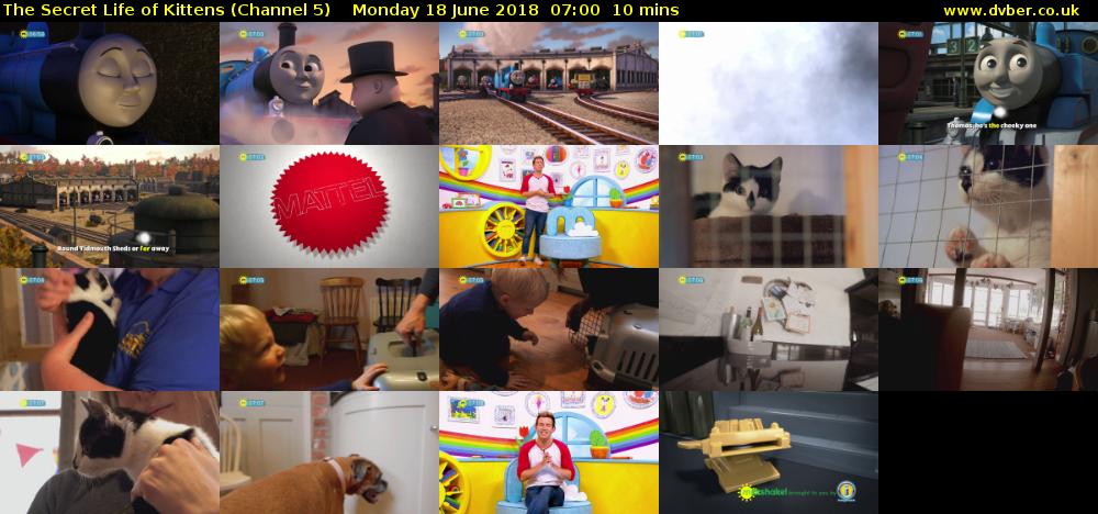 The Secret Life of Kittens (Channel 5) Monday 18 June 2018 07:00 - 07:10