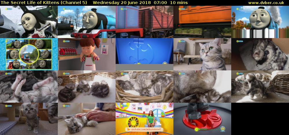 The Secret Life of Kittens (Channel 5) Wednesday 20 June 2018 07:00 - 07:10