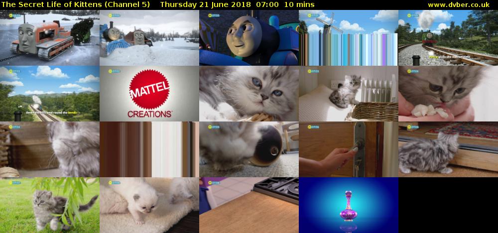The Secret Life of Kittens (Channel 5) Thursday 21 June 2018 07:00 - 07:10