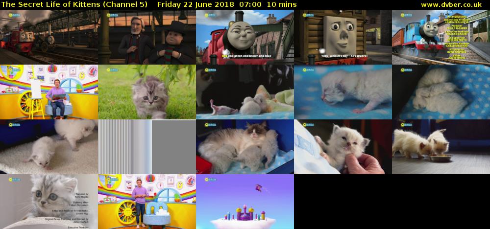 The Secret Life of Kittens (Channel 5) Friday 22 June 2018 07:00 - 07:10