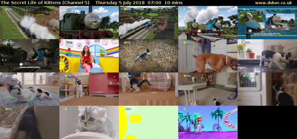 The Secret Life of Kittens (Channel 5) Thursday 5 July 2018 07:00 - 07:10