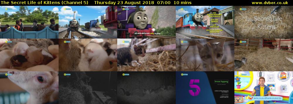 The Secret Life of Kittens (Channel 5) Thursday 23 August 2018 07:00 - 07:10