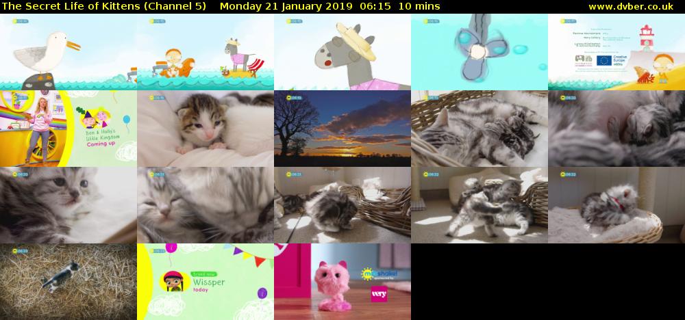 The Secret Life of Kittens (Channel 5) Monday 21 January 2019 06:15 - 06:25