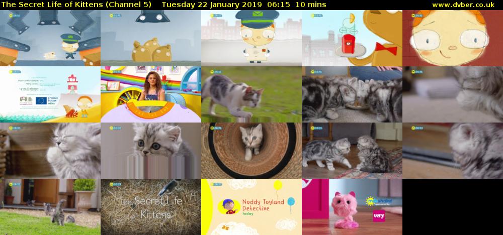 The Secret Life of Kittens (Channel 5) Tuesday 22 January 2019 06:15 - 06:25