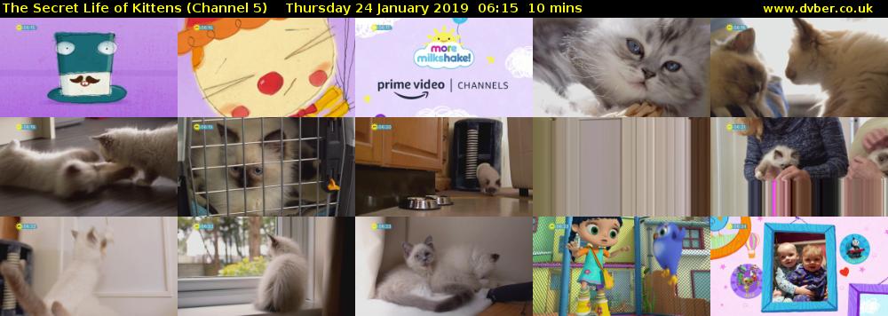 The Secret Life of Kittens (Channel 5) Thursday 24 January 2019 06:15 - 06:25