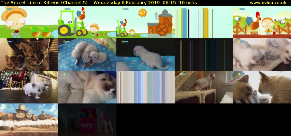 The Secret Life of Kittens (Channel 5) Wednesday 6 February 2019 06:15 - 06:25