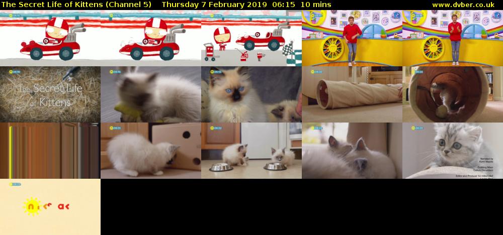 The Secret Life of Kittens (Channel 5) Thursday 7 February 2019 06:15 - 06:25