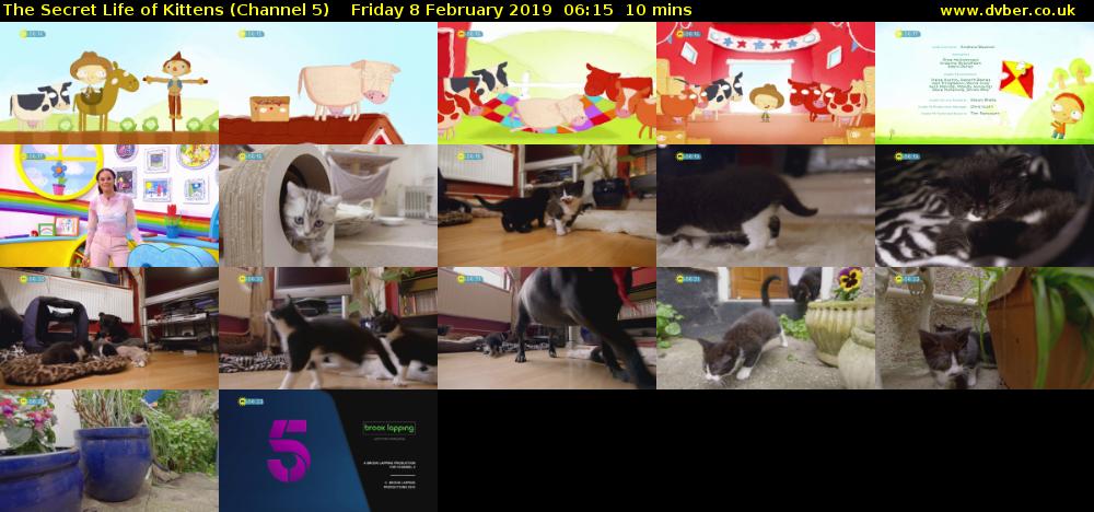 The Secret Life of Kittens (Channel 5) Friday 8 February 2019 06:15 - 06:25