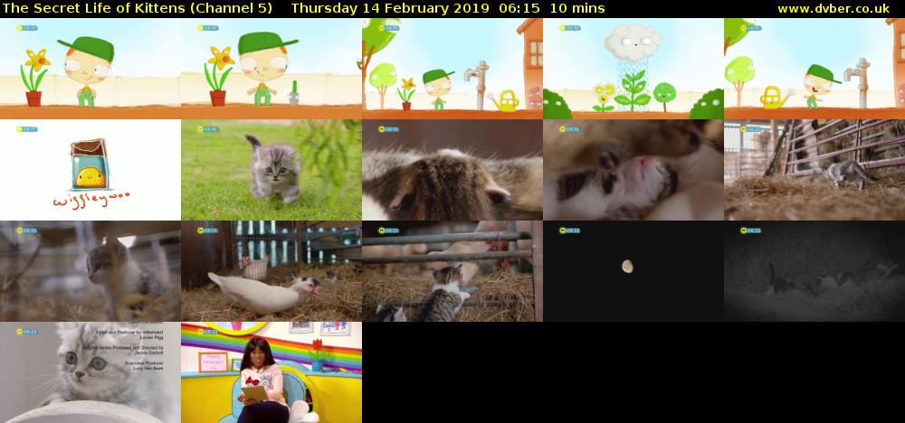 The Secret Life of Kittens (Channel 5) Thursday 14 February 2019 06:15 - 06:25