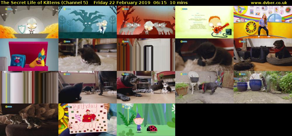 The Secret Life of Kittens (Channel 5) Friday 22 February 2019 06:15 - 06:25