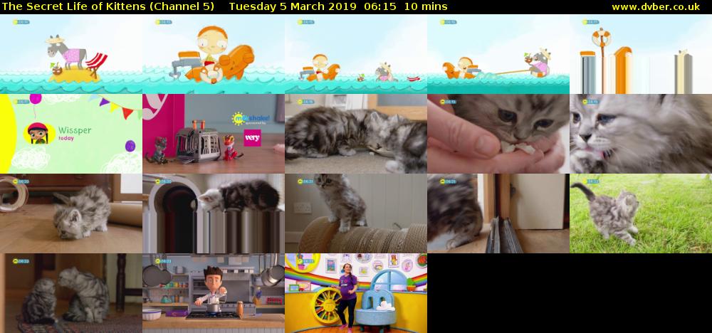 The Secret Life of Kittens (Channel 5) Tuesday 5 March 2019 06:15 - 06:25