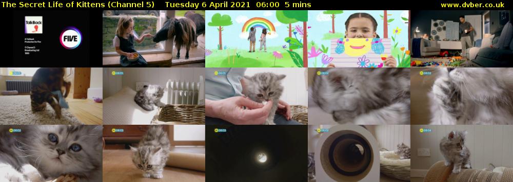 The Secret Life of Kittens (Channel 5) Tuesday 6 April 2021 06:00 - 06:05