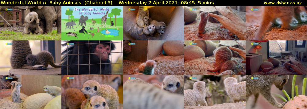 Wonderful World of Baby Animals  (Channel 5) Wednesday 7 April 2021 08:45 - 08:50