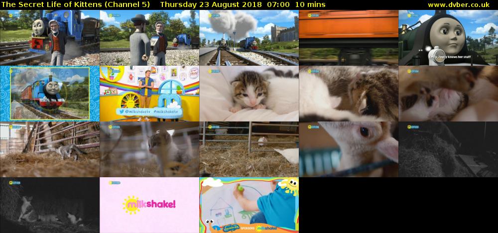The Secret Life of Kittens (Channel 5) Thursday 23 August 2018 07:00 - 07:10